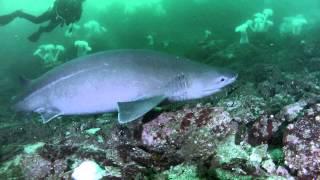 Sixgill shark Hexanchus griseus Shark Survey Week