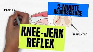 2-Minute Neuroscience: Knee-jerk Reflex