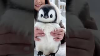 I want to go home #cute #cuteanimal #penguin #antarctica #animals #funny #africanpenguin