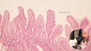 Microscopic anatomy of the small intestine