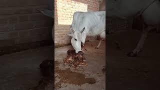 देसी हरयाणवी गाय माता जुड़वाँ बच्चे Haryanvi Nasal #cow #haryana #nandi #bull #buffalo #cowlover