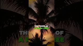 Quranic Reflections: Sayyidah Maryam #quran #islam #tree #trunk #date #trust #allah #palmtree #love