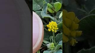 Black medick, a species of Medicks #photography #shorts #macro #viral #nature #flowers #beauty