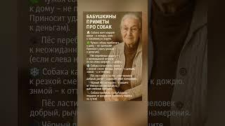 Бабушкины приметы про собак