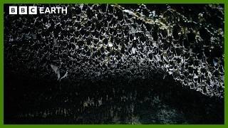 Frozen in Time: The Hidden Bat Caves Beneath the Himalayas | BBC Earth