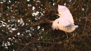 Black-crowned Night Heron and Snowy Egret Fight Over a Perch