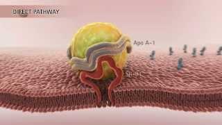 HDL & Reverse Cholesterol Transport [HD]