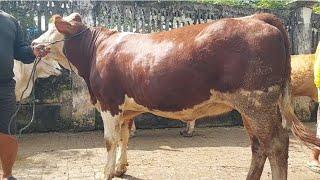 10.500‼️DI OBRAL MURAH PROMO LEBARAN | Pasar Sapi Kerek