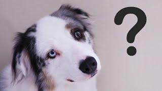 Tips & Tricks for Very First Grooming Treatment (Deshedding an Australian Shepherd)