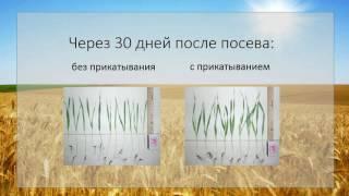 Послепосевное прикатывание - рост урожайности на 17,5 %