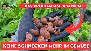 Gemüsegarten ohne Schnecken - So geht das!