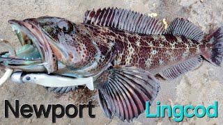 CATCHING Lingcod on the Newport Oregon South Jetty