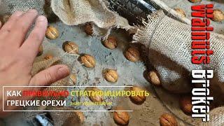Как правильно стратифицировать грецкие орехи от Орехового Барона Walnuts Broker
