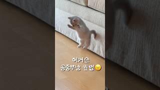 아기고양이 사냥놀이 목표물은 집사 #고양이 #고양이키우기 #귀여운고양이 #아기고양이 #새끼고양이 #먼치킨 #먼치킨고양이 #아깽이 #개냥이 #사냥놀이 #munchkin #cat