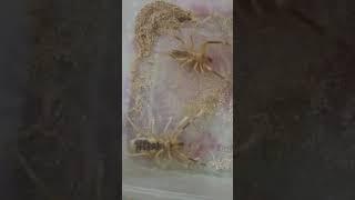 من هو الذكر و من الانثى عنكبوت الجمل