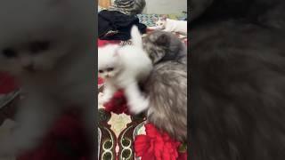 Cuteness overloaded Persian kitten with her Mother #shorts #viral