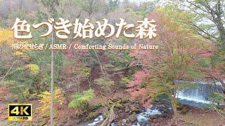 色づき始めた森：川のせせらぎ / リラクゼーション 臨場感【自然音,ASMR,4K,relaxing  nature sounds】