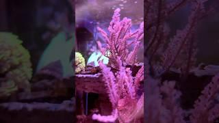 7 mesi reef tank Gorgonie LPs zoa Soft #reeftank #acquariomarino