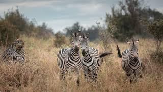 Tanzania 2020: safari in national parks (Ngorongoro, Manyara, Tarangire, Serengeti) and Zanzibar