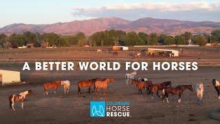 What does it look like to create a better world for horses?