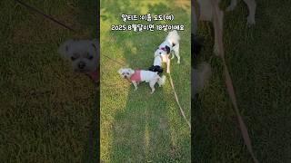최강동안18살 말티즈강아지 보호자분께 건강관리비결 물어봤더니....?! #shorts  #강아지 #말티즈 #산책 #건강비결