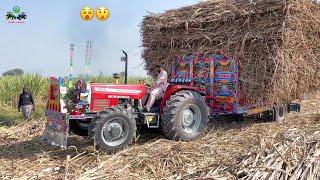 Well Done Massey Ferguson 385 4x4 Single Tractor Pull 800 Mann Sugarcane Load Trolley