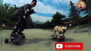 Heroism of the dog #cute  | Canale Pet Fix Milan