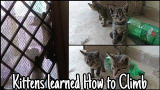 Kittens Learned How to Climb| Fun Time with Cat & Kittens | Ep : 4 | Agent Abbas Vlogs #catlovers