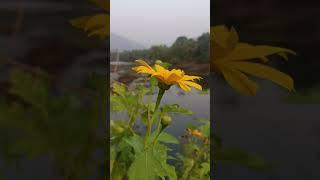 പുഴക്കരയിലെ സൂര്യകാന്തി#easy mahin vlogs #flowers #shorts