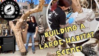 Building a rocky habitat scene for a leopard taxidermy mount!