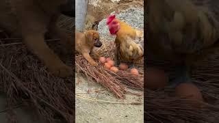 Defending One's Eggs #hypersanityanimals #entertainingpets #funnypets