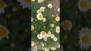 Flowers in my garden lavender and daisies