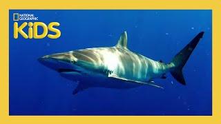 Sharks!  | Weird But True! | S1 E5 | Full Episode | @natgeokids