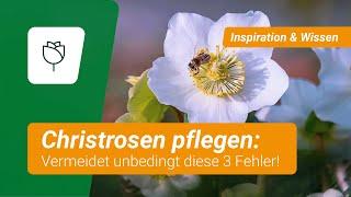 Christrosen pflegen: Die 3 größten Fehler