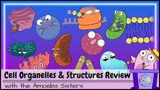 Cell Organelles and Structures Review