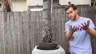 Chinese Elm Bonsai (Root Over Rock) - The Bonsai Supply