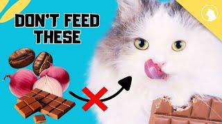 Foods That Are Toxic to Cats - Dangerous Foods for Cats