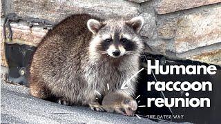 Mother Raccoon is Eager to Retrieve Her Babies | After Their Removal From The Attic