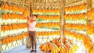 Harvesting Corn And Preserving It As Feed For Horse, Chickens And Ducks. Ly Tieu Toan