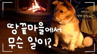 강아지랑 캠핑카 첫 여행땅끝까지 가서 힐링 과다섭취함ㅋㅋ  강아지 원정 산책 브이로그