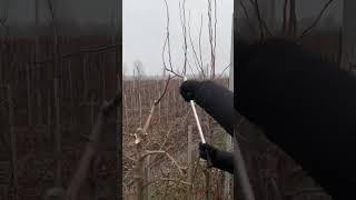 Обрезка верхушки груши