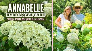 Annabelle Hydrangea Care - Tips for More Blooms