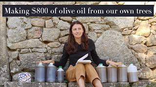 Can We Harvest the Highest Quality Olive Oil on our Small Farm?