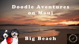 Doodle Adventures on Maui: Mucho and Momi play at Big Beach, Makena!