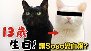 【黃阿瑪的後宮生活】Socles的13歲生日！讓Soso變白貓⋯