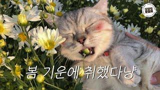 playlist. 고양이 걸음처럼 사뿐사뿐한 봄 플리 