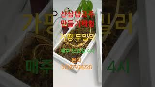 농장에서 바로 채심한 7년근 산양삼으로 산삼담금주 만들어 가기 체험 댓글에서 신청 #체험 #가평두밀리 #이장형님네산속농원01087908228