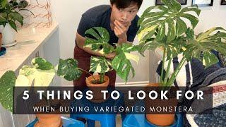 TOP 5 Things to Look for BEFORE Buying Variegated Monstera | Ep 1