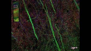 Visualizing the brain as a universe of synapses