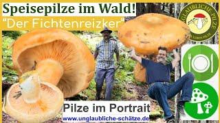 "Der Fichtenreizker " sicherer Einsteiger Speisepilz im Pilz Portrait - August 2023